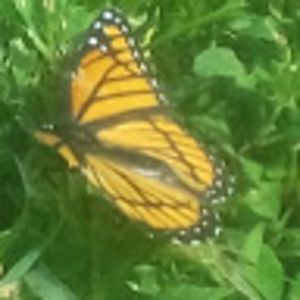 Meet your Posher, Ash